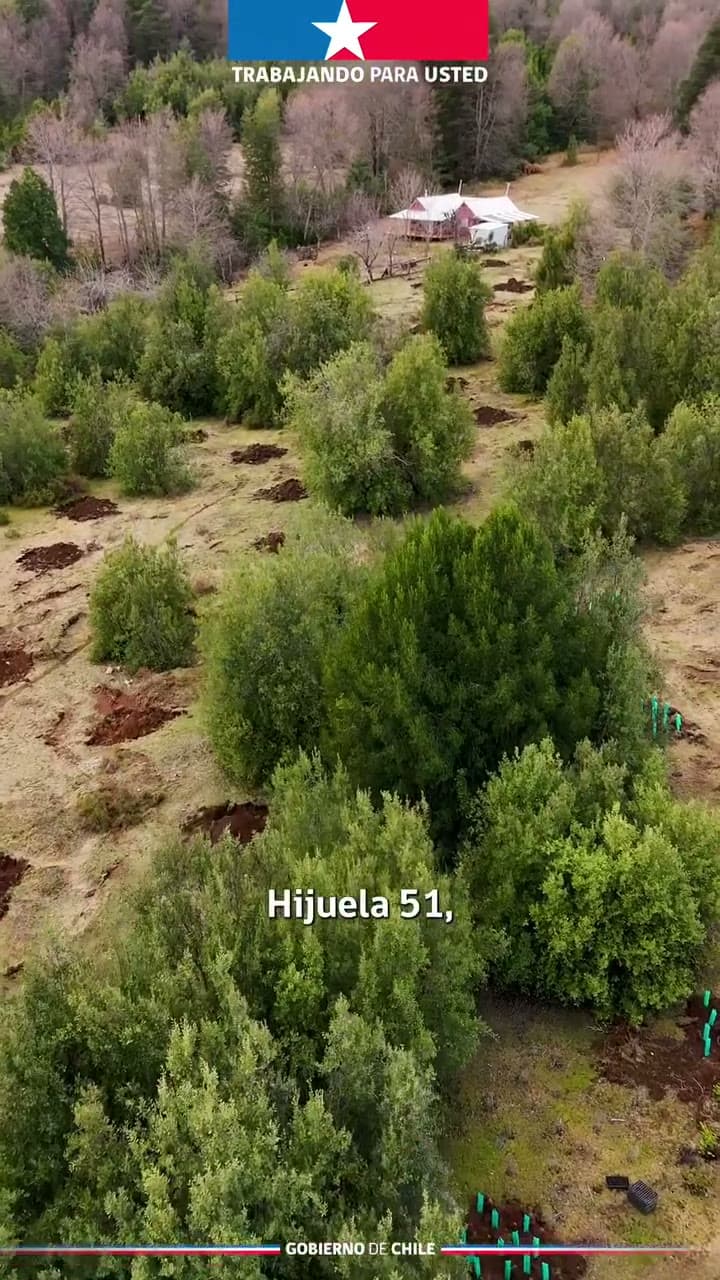 Forestación de bosque nativo precordillerano en el marco del Proyecto +Bosques