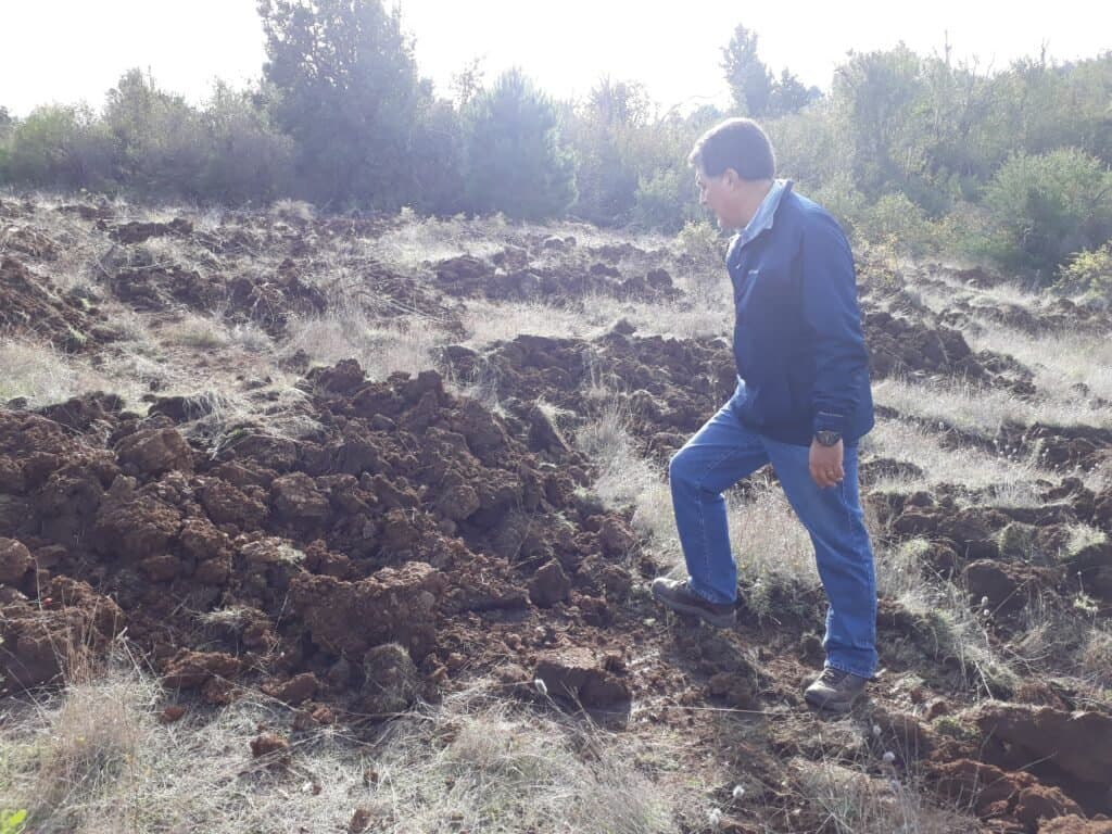Seguimiento y mantención de reforestación de especies nativas