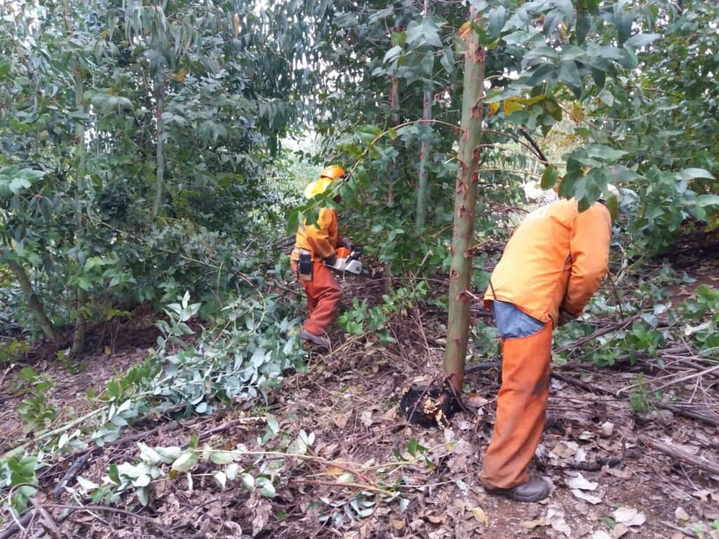 Manejo silvícola de plantaciones forestales