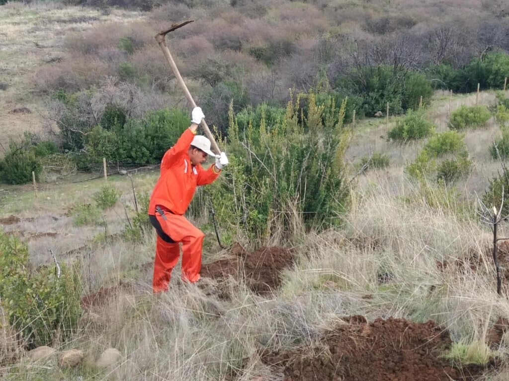 Manejo silvícola de plantaciones forestales