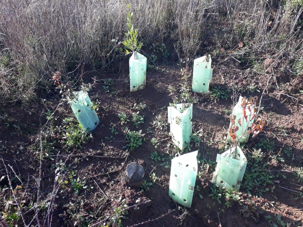 Establecimiento de especies nativas con fines de restauración ecológica