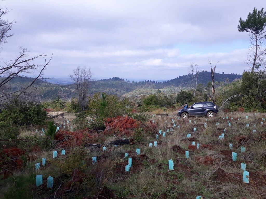 Establecimiento de especies nativas con fines de restauración ecológica