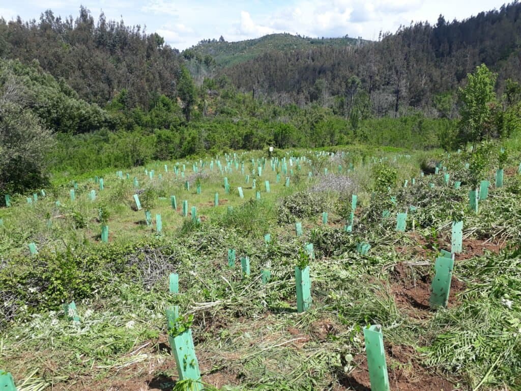 Seguimiento y mantención de reforestación de especies nativas